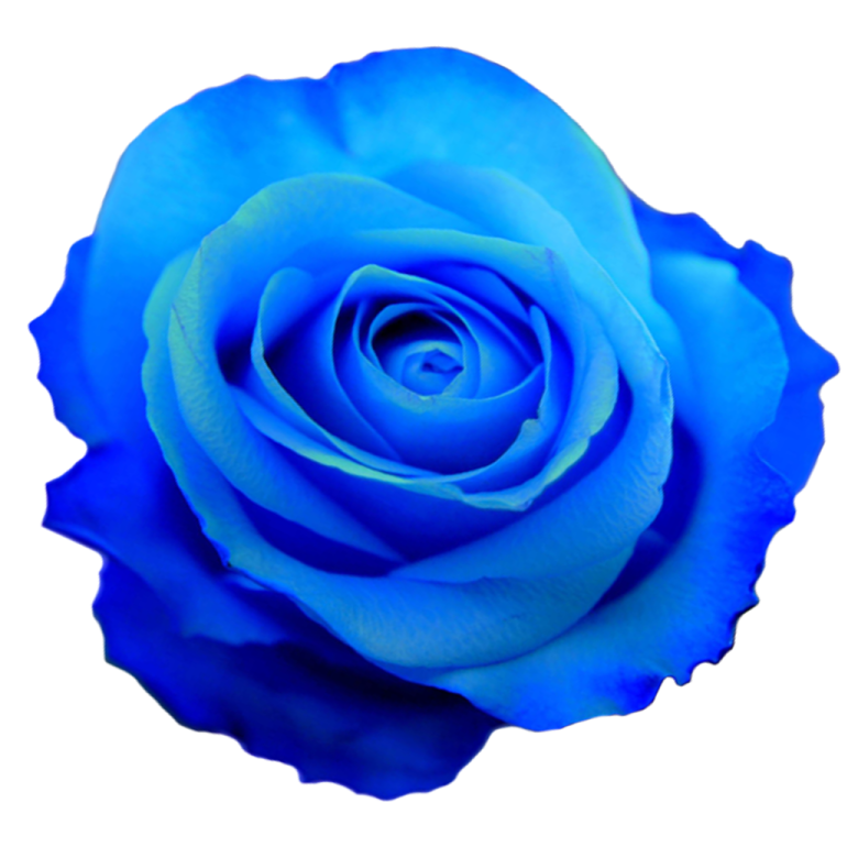 a blue rose on a white background