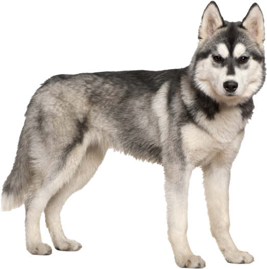 a black and white husky dog standing on a white background