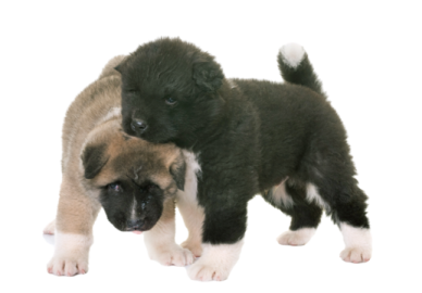 two pup playing with each other pup