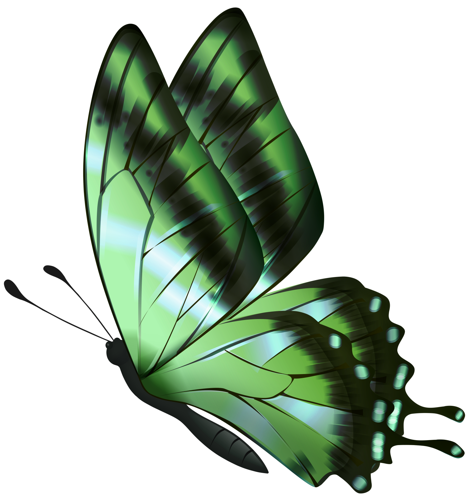 a green butterfly on a white background