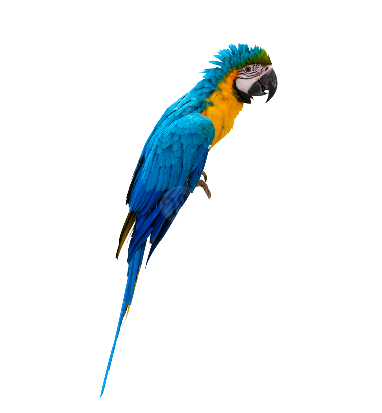 a blue and yellow parrot on a white background