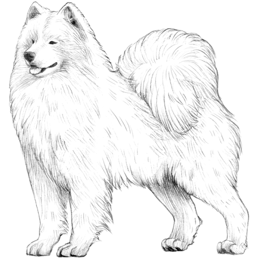 how to draw a dog step by step