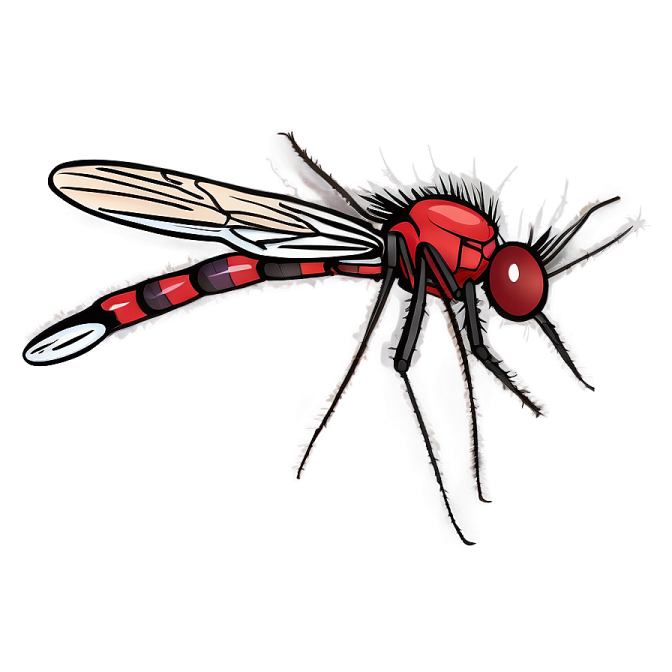 a drawing of a fly insect