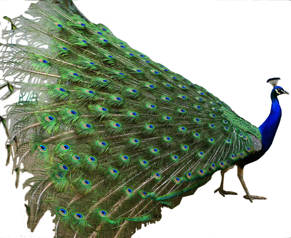 a peacock with its feathers spread out