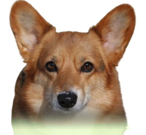 a close up of a dog's face