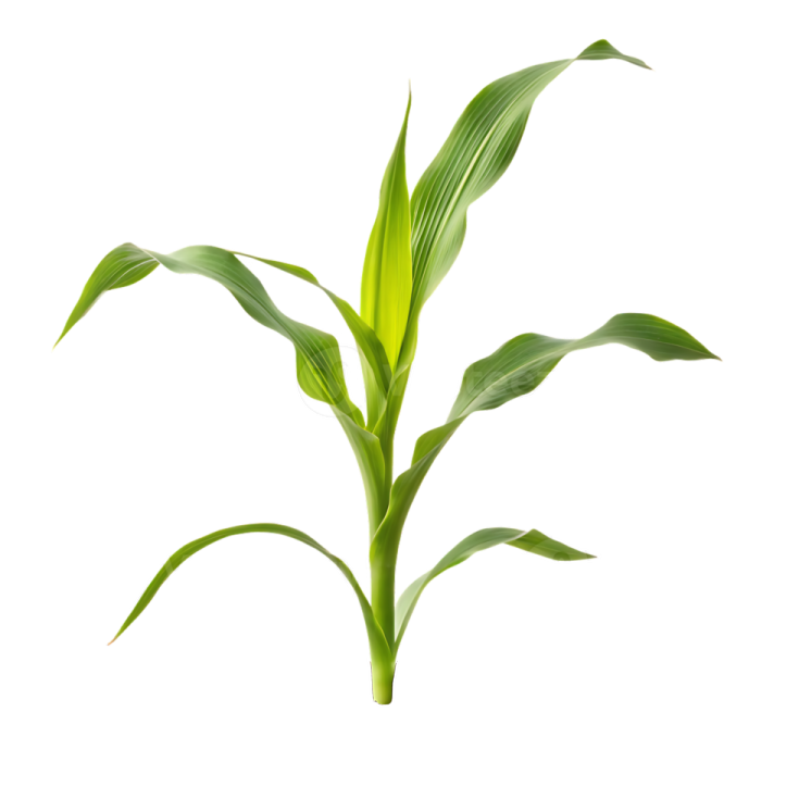 a young plant sphing out of soil
