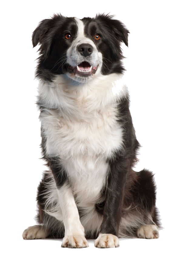 a black and white dog sitting on the ground