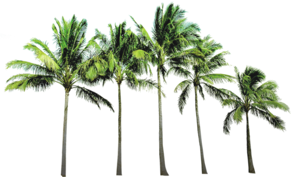 palm trees on a white background