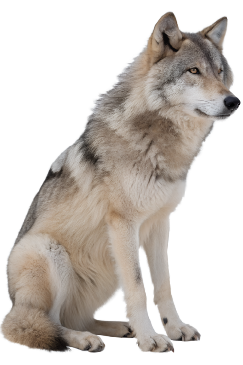 a wolf sitting down and looking at the camera