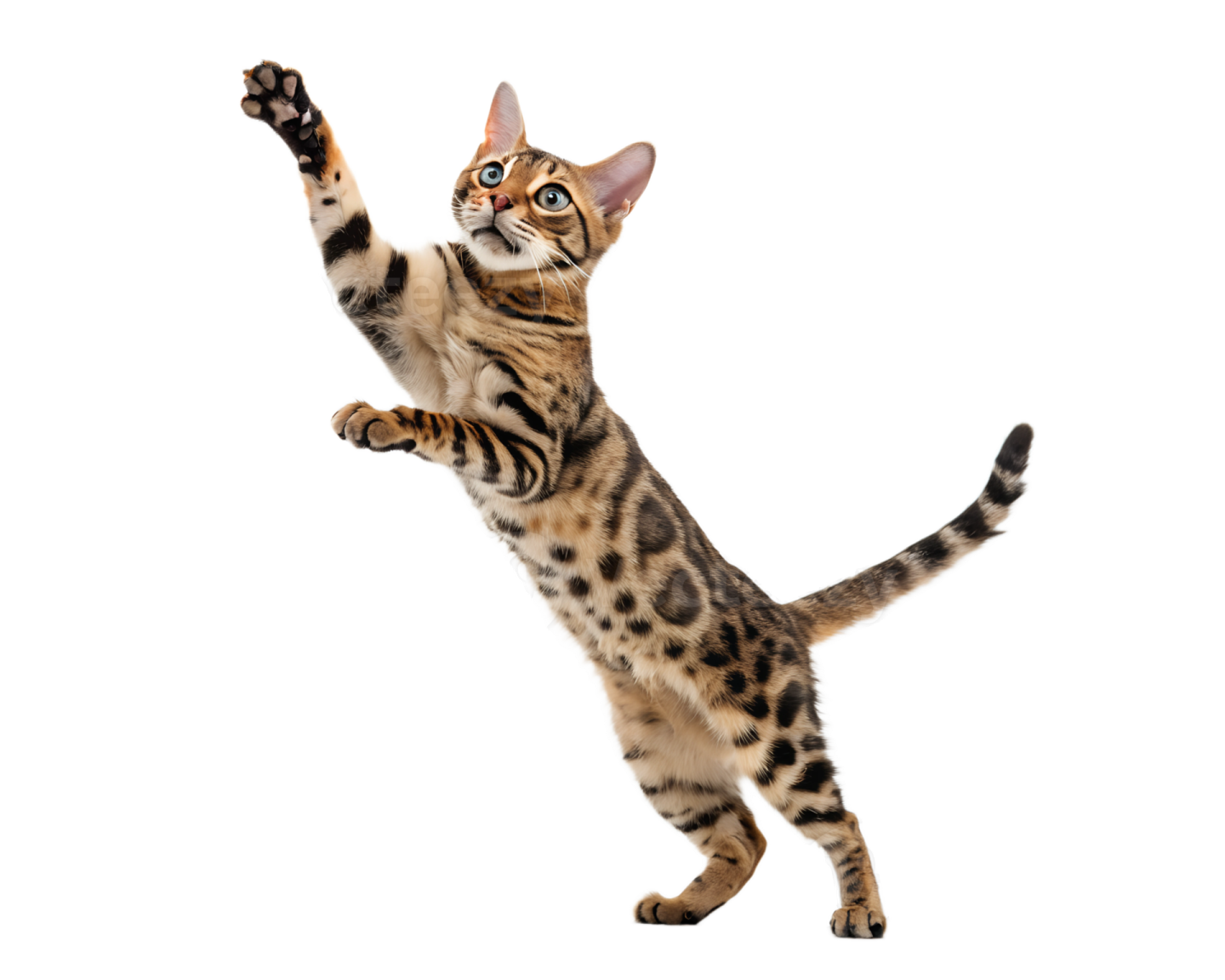 a cat is jumping up in the air