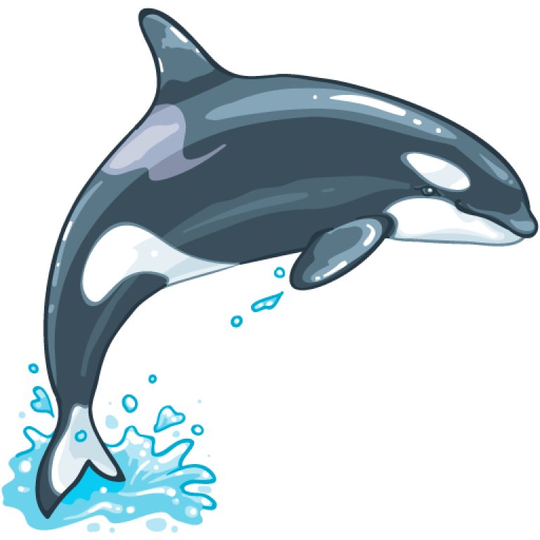 a dolphin jumping out of the water