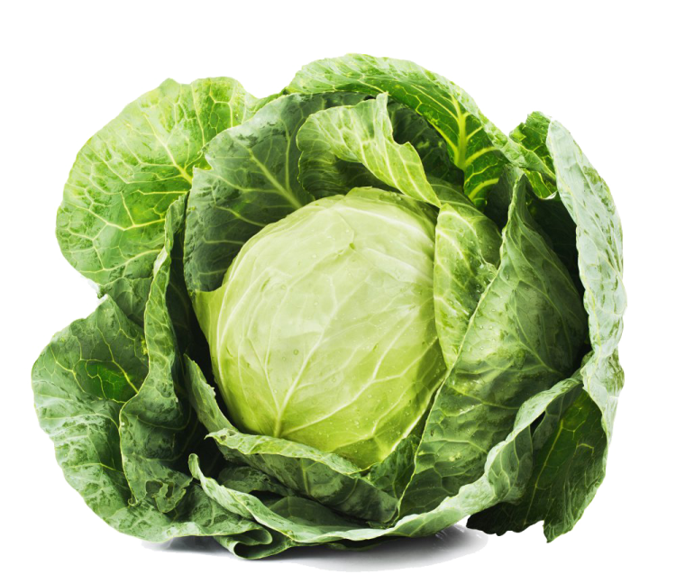 a head of cabbage on white background