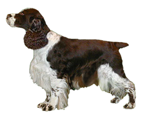 a brown and white dog standing on a white background
