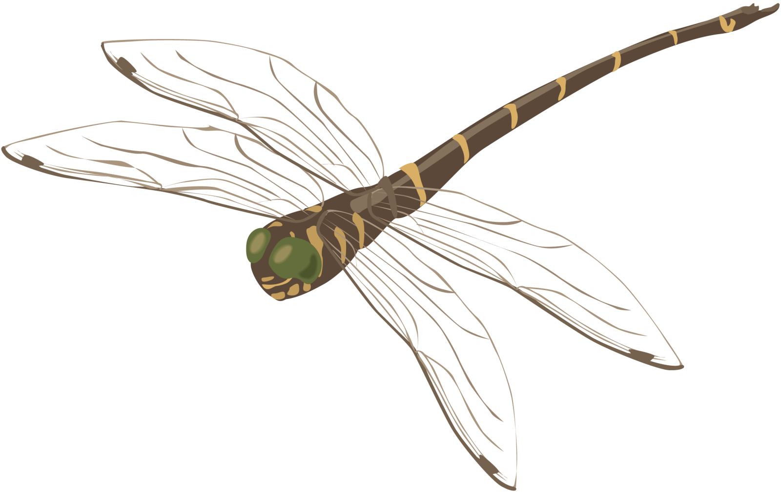 a drawing of a dragon fly