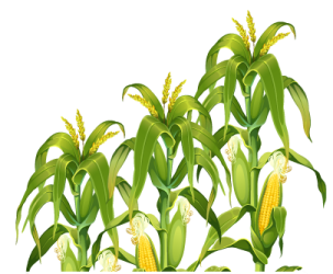 a bunch of corn on a white background