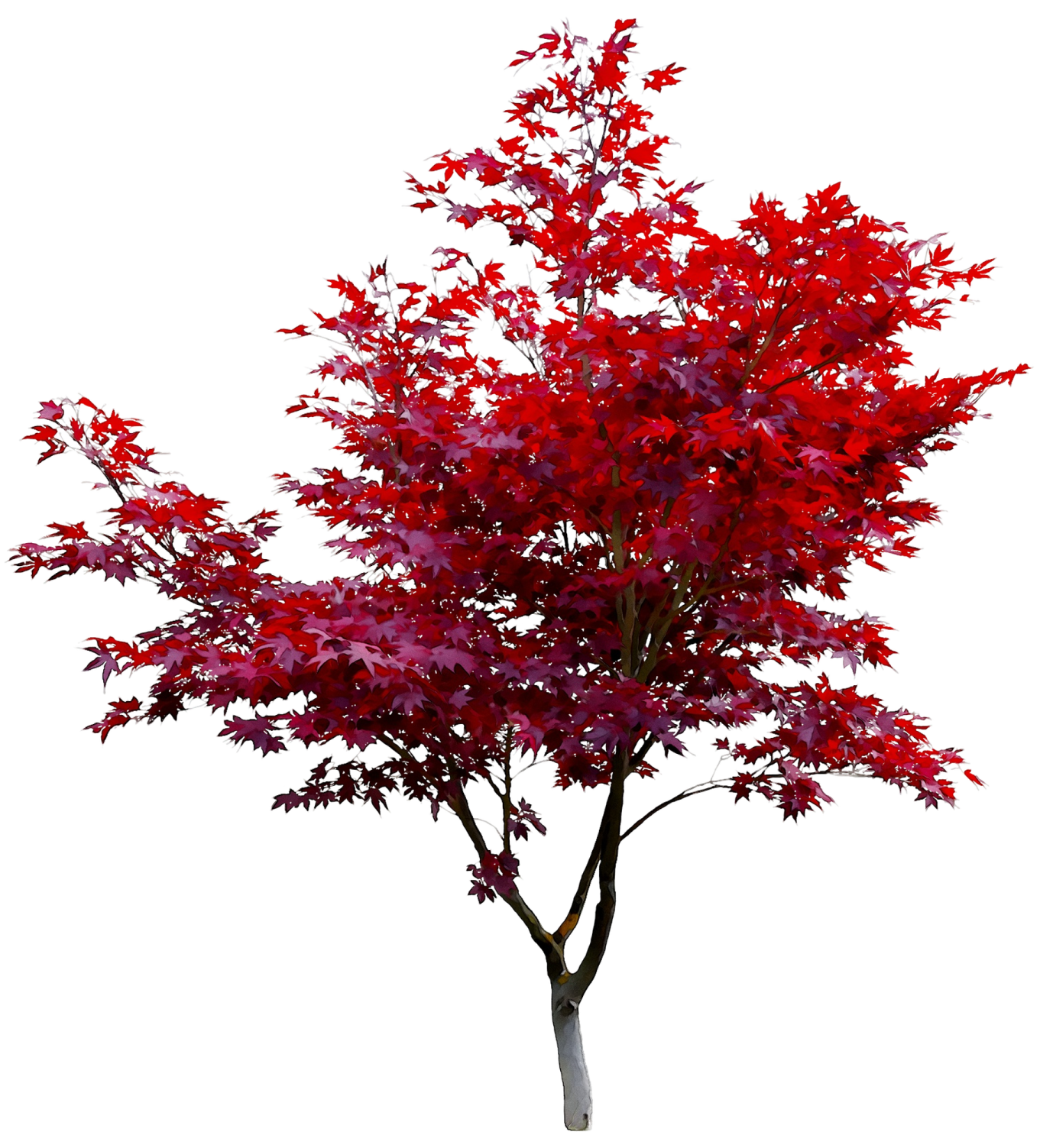 a red maple tree on a white background