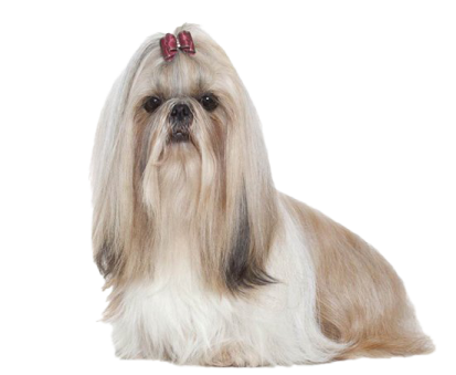 a dog with a bow on its head