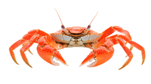 a crab on a white background