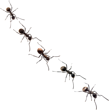 a group of ants on white background