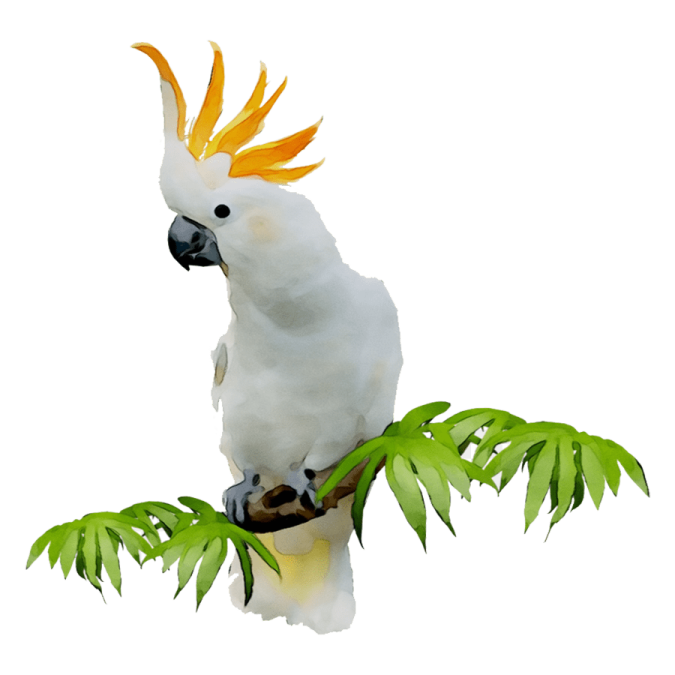 a white parrot sitting on top of a tree branch