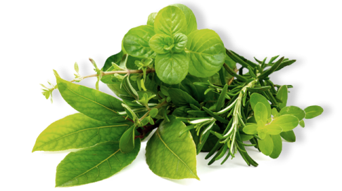 a bunch of fresh basil leaves
