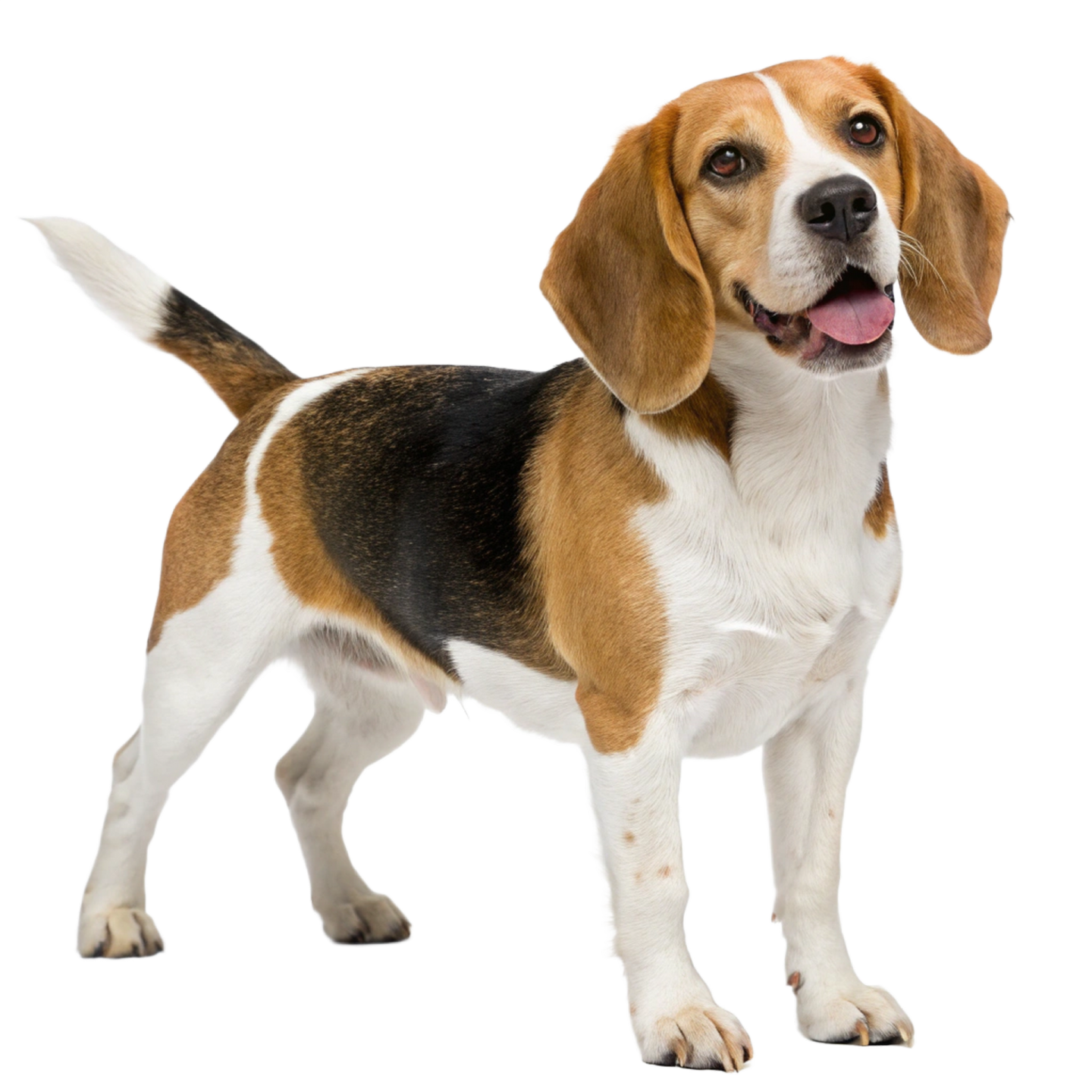 a brown and white dog standing on a white background
