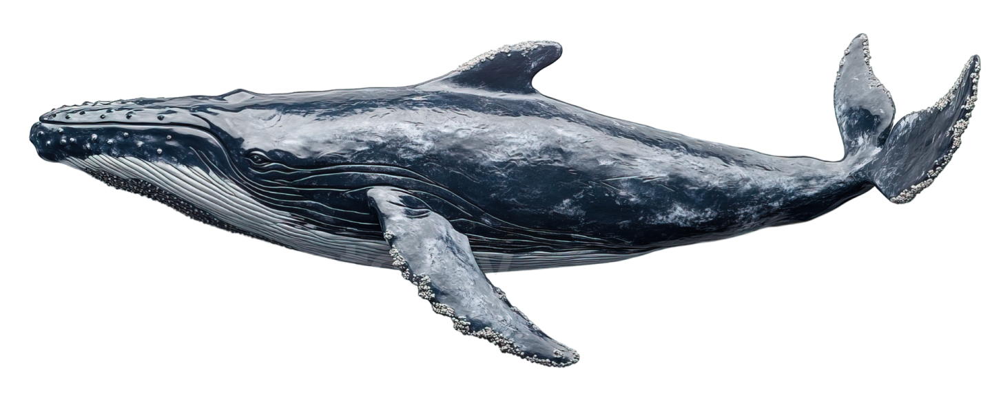a blue whale with its mouth open