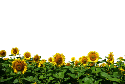 a field of sunflowers