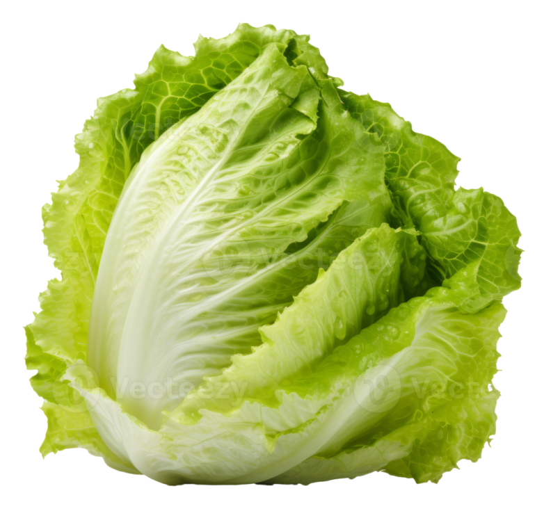 a head of lete on a white background