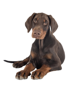 a brown and black dog laying down on the ground