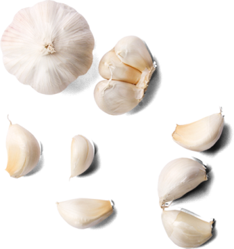 garlic on a white background