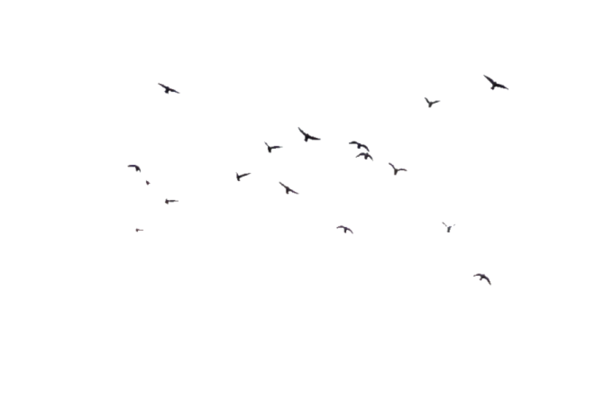 a group of birds flying in the sky