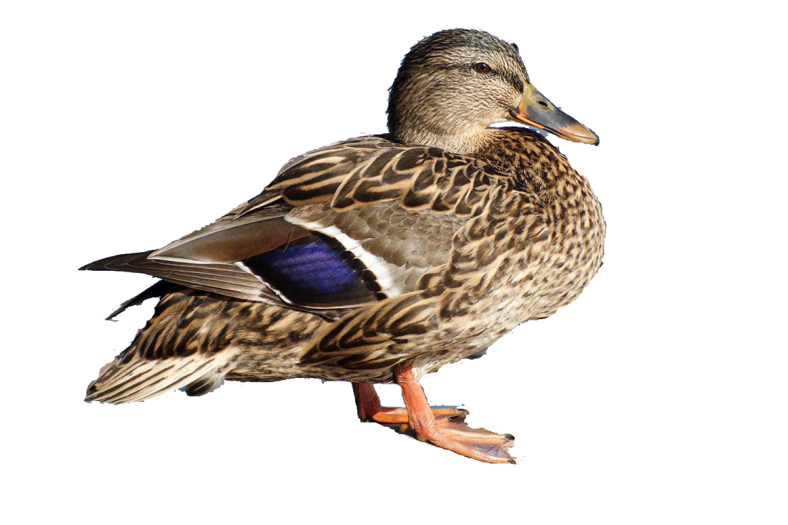 a duck standing on top of a white surface