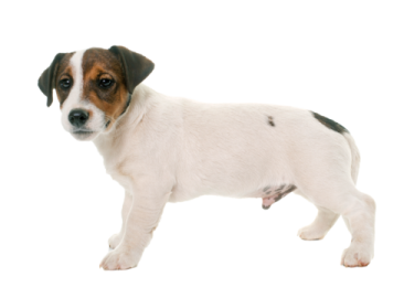 a small dog standing on a white surface