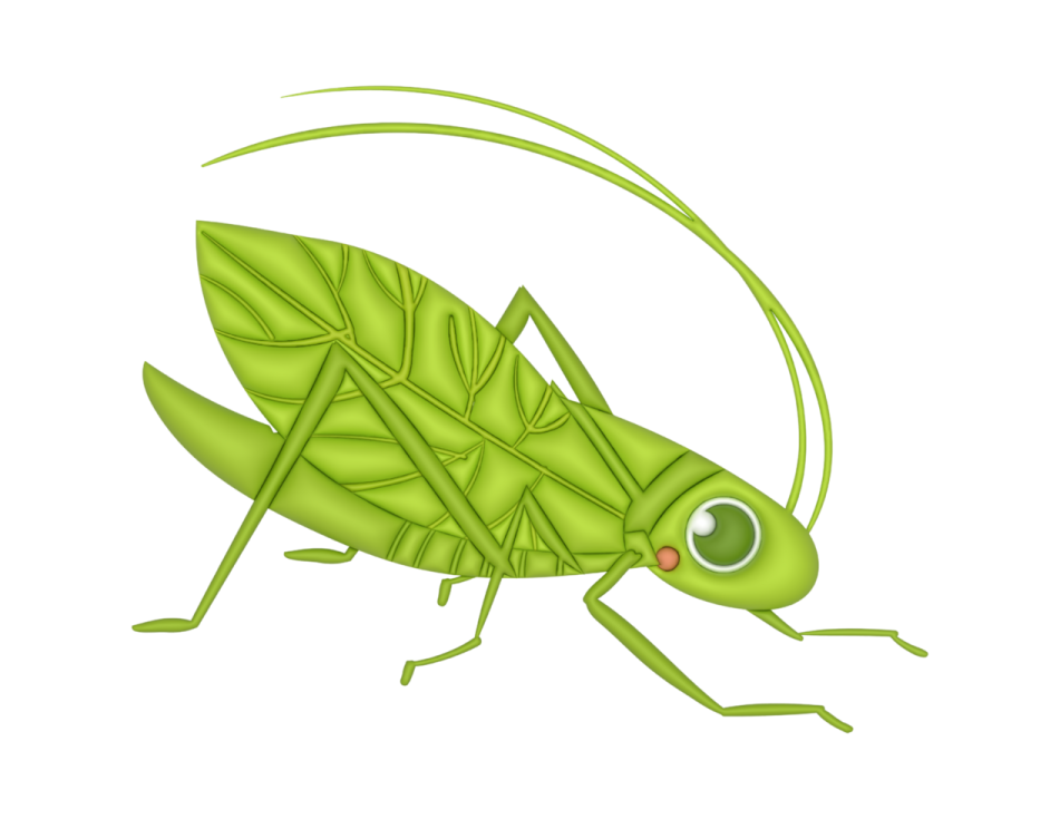 a green grasshopper on a white background
