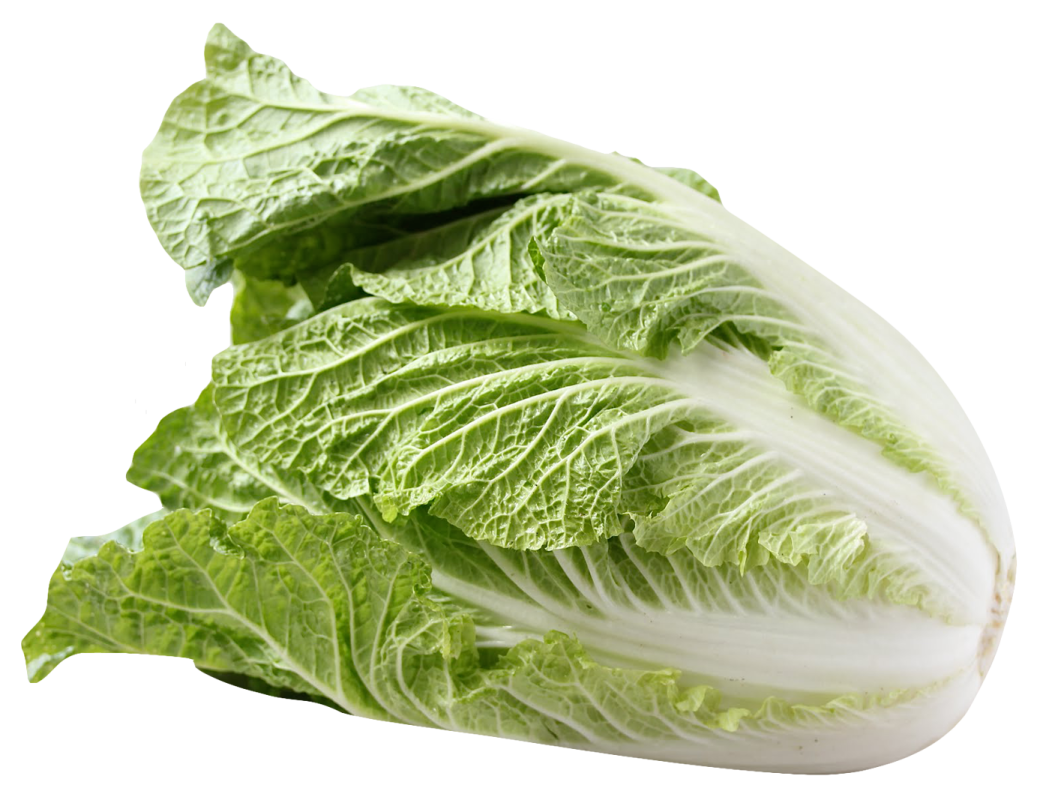 a head of cabbage on a white background