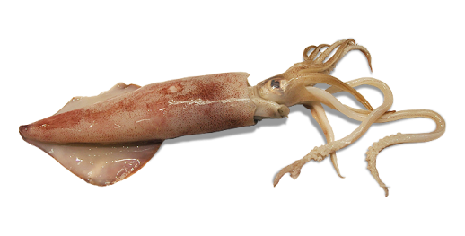 a squid on a white background