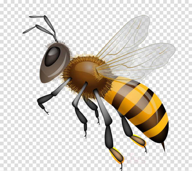 a bee on a transparent background