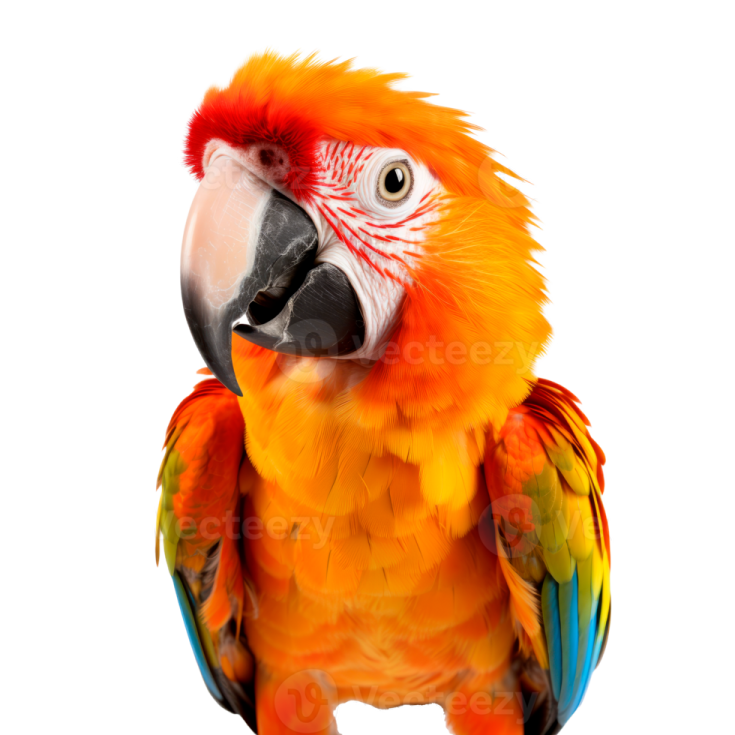 an orange and yellow parrot on a white background
