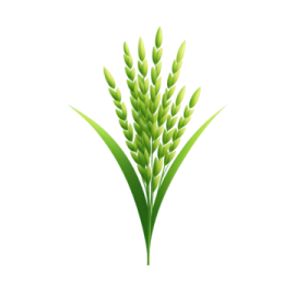 a bunch of green wheat stalks