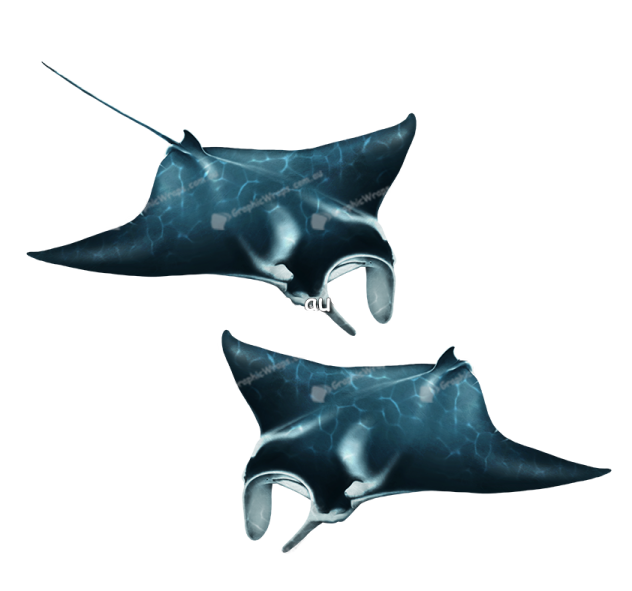a pair of sting stings on white background