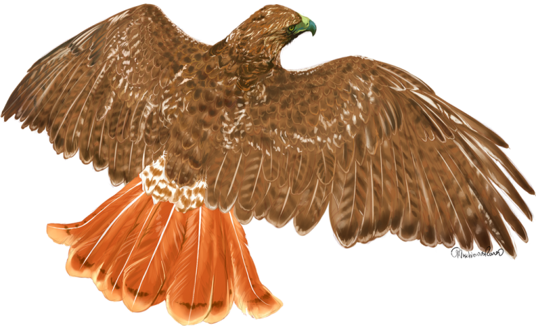 a drawing of an eagle with its wings spread