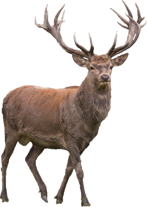 a large brown deer walking across a white background
