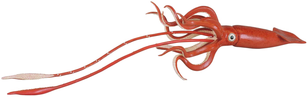 an image of a red squid