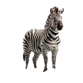 a zebra standing in front of a white background
