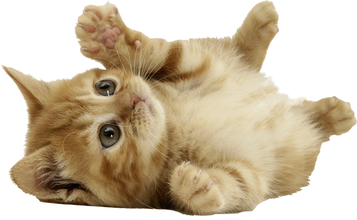 a small kitten rolling around on its back