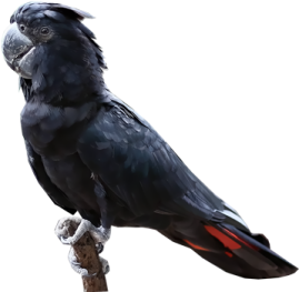 a black bird sitting on top of a tree branch