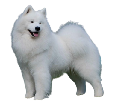 a white dog standing on top of a green field