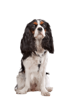a black and white dog sitting on a white background