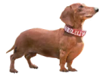 a brown dog wearing a red collar